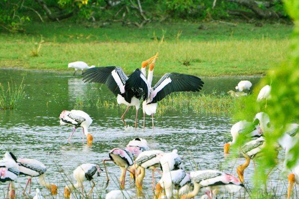 Kumana National Park (Bird watching)